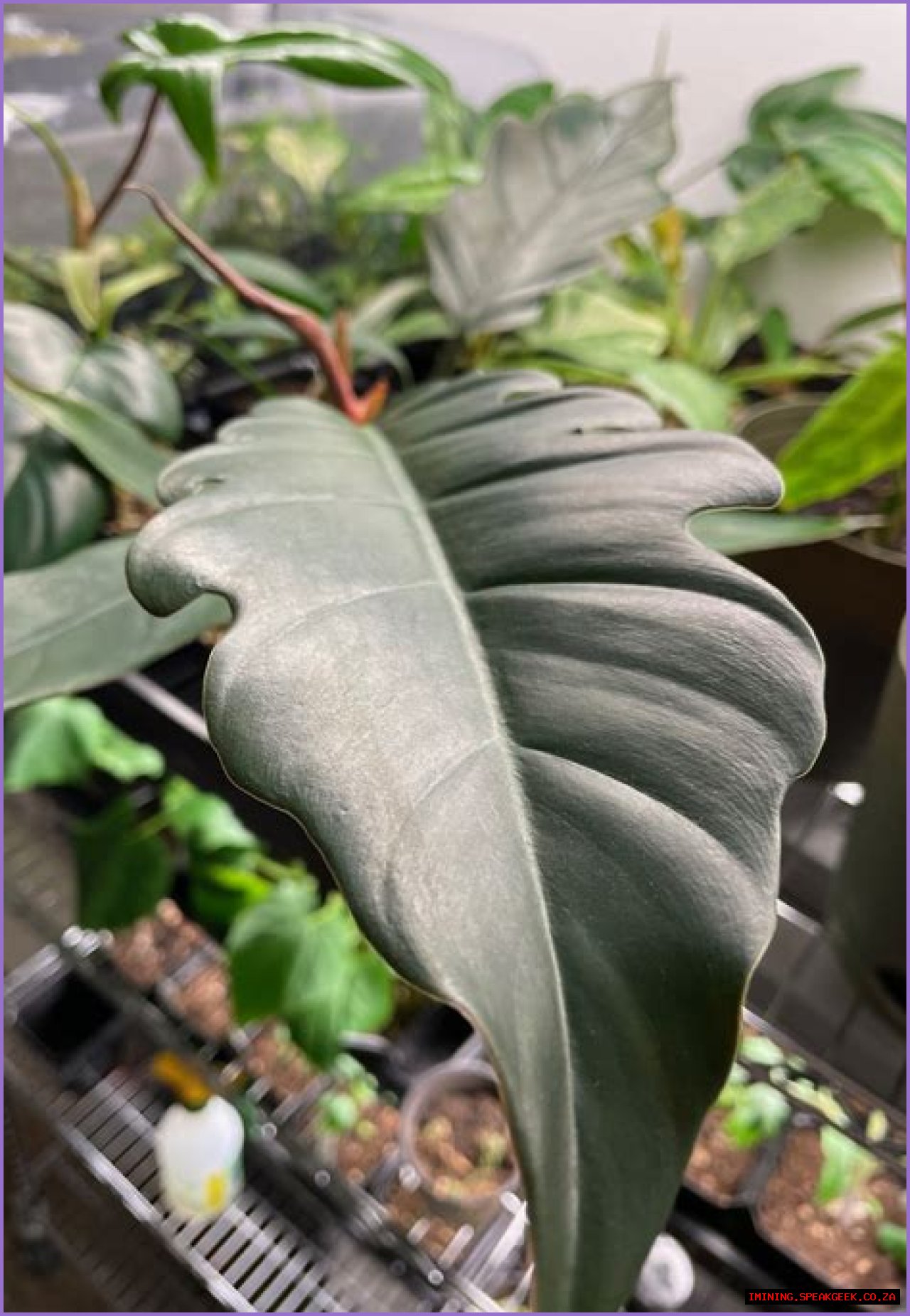 Tissue culture (TC) Philodendron Caramel Marble / Pluto Live Plant Well Rooted for Sale